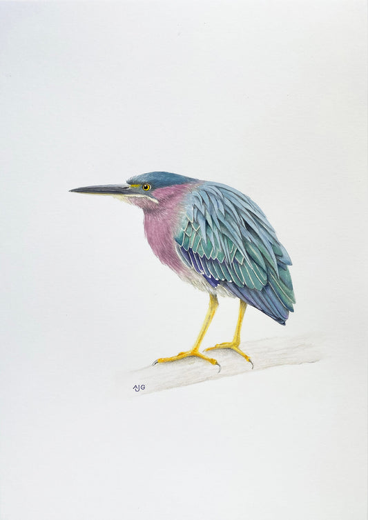 An original gouache and pencil painting of a Green Heron bird by Amanda Gosse.
