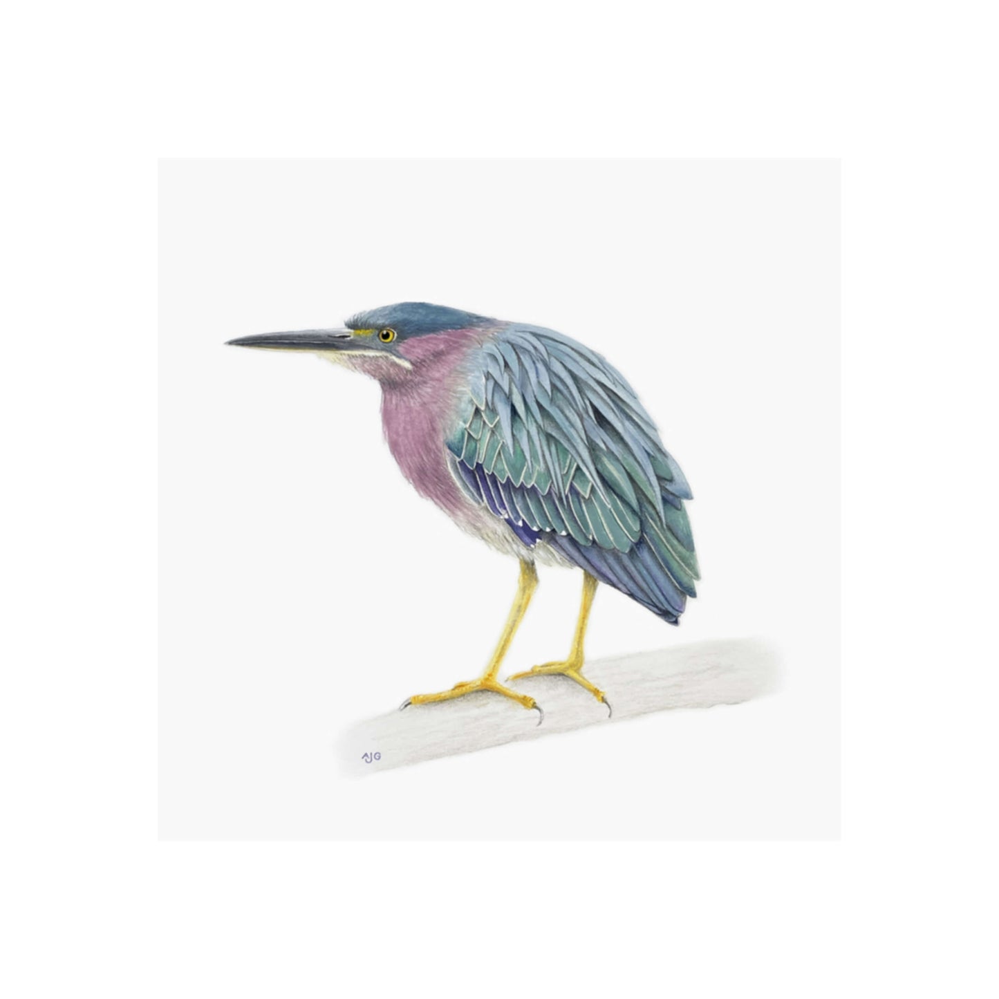 A giclée fine art print of a Green Heron bird standing on a branch, against a pale neutral colour background.