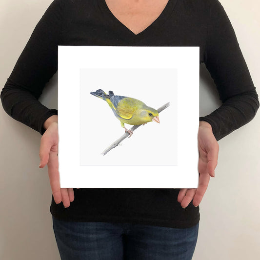 A giclée fine art print on paper of a Greenfinch bird on a light grey background. This image illustrates the print size.