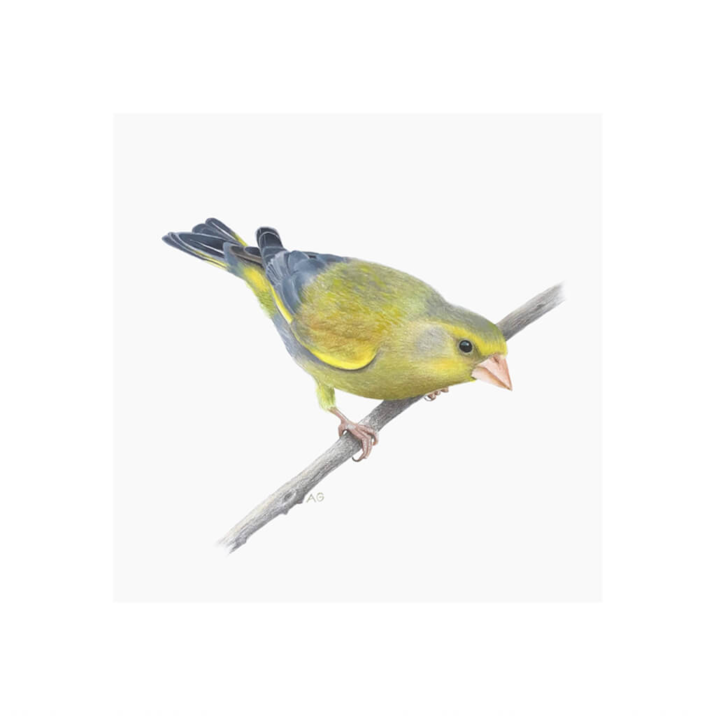 A giclée fine art print of a Greenfinch bird sitting on branch, against a pale neutral colour background.