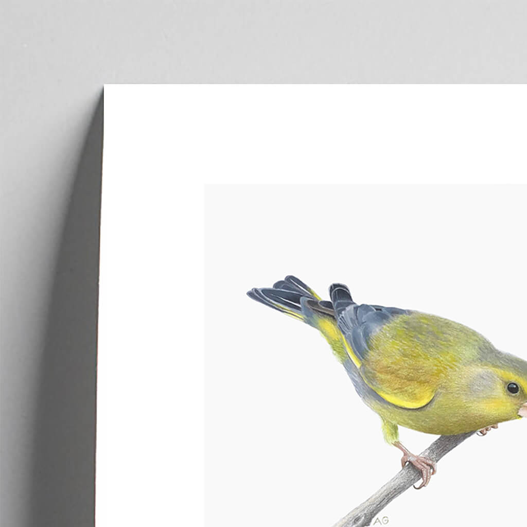 Giclée fine art print of a Greenfinch on a pale grey background. This image shows a section, to highlight the detail.