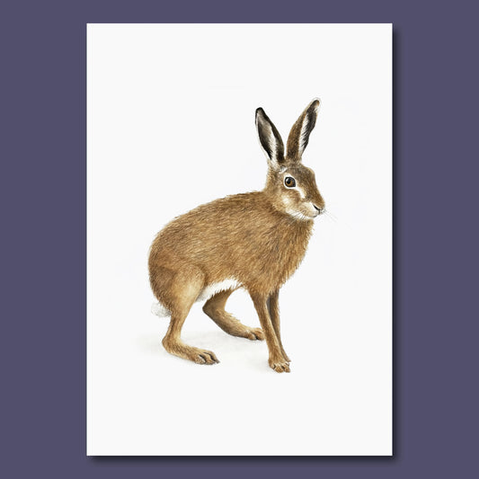 Detail of an original gouache and coloured pencil painting of a brown hare by Amanda Gosse