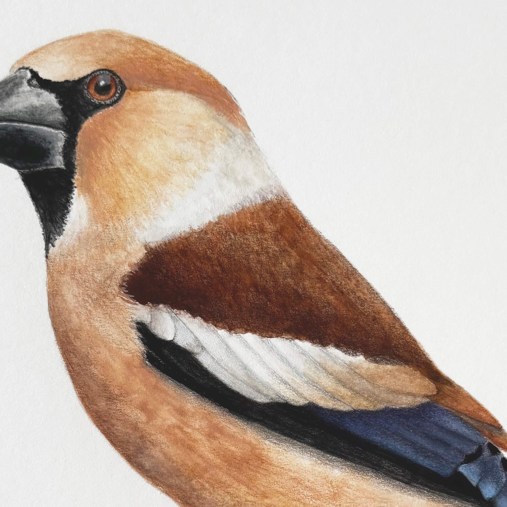 A close up section of an original gouache and pencil bird illustration of a hawfinch bird by Amanda Gosse.
