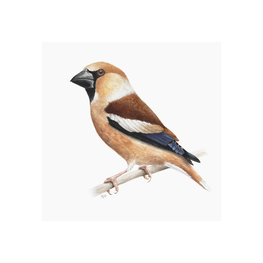 A giclée fine art print of a hawfinch bird sitting on branch, against a pale neutral colour background.