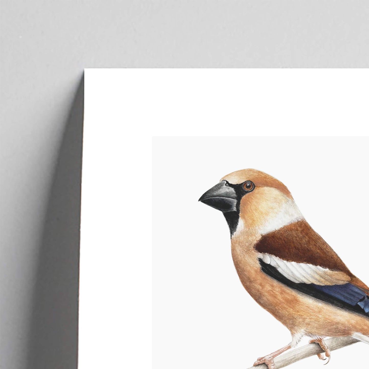 Giclée fine art print of a hawfinch on a pale grey background. This image shows a section, to highlight the detail.