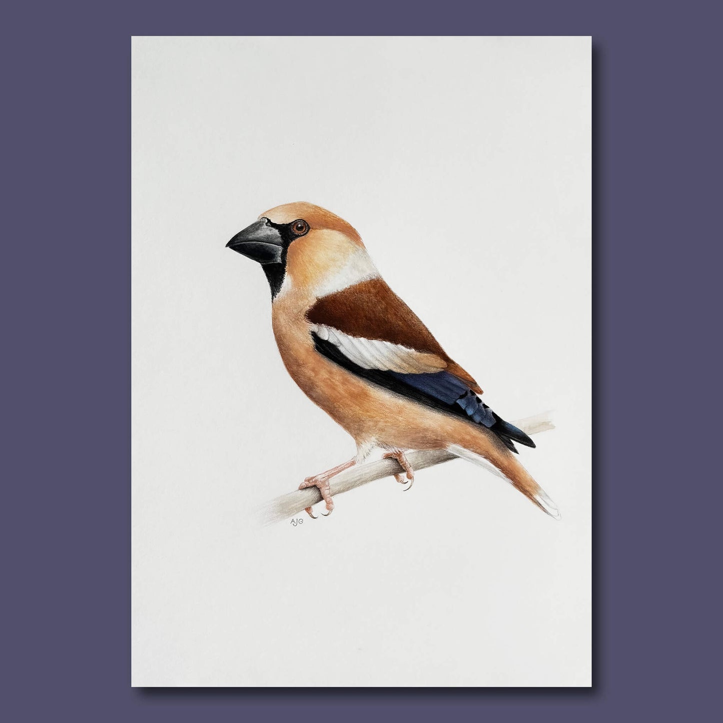 An original realistic painting of a hawfinch bird on a branch, painted in gouache and colour pencil. Artwork shown on a dark purple background.