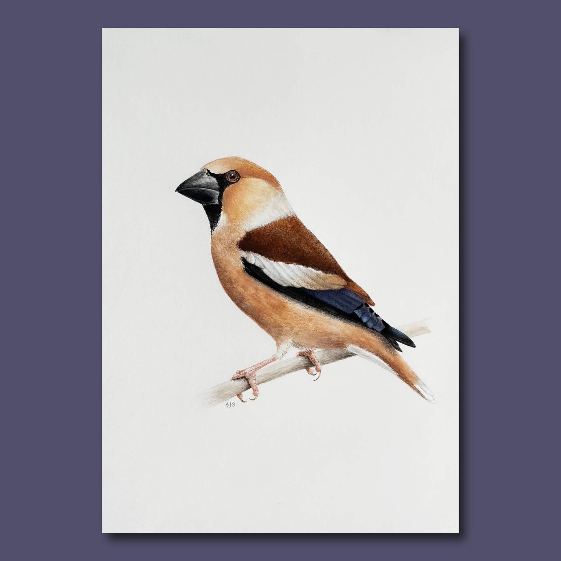 An original realistic painting of a hawfinch bird on a branch, painted in gouache and colour pencil. Artwork shown on a dark purple background.