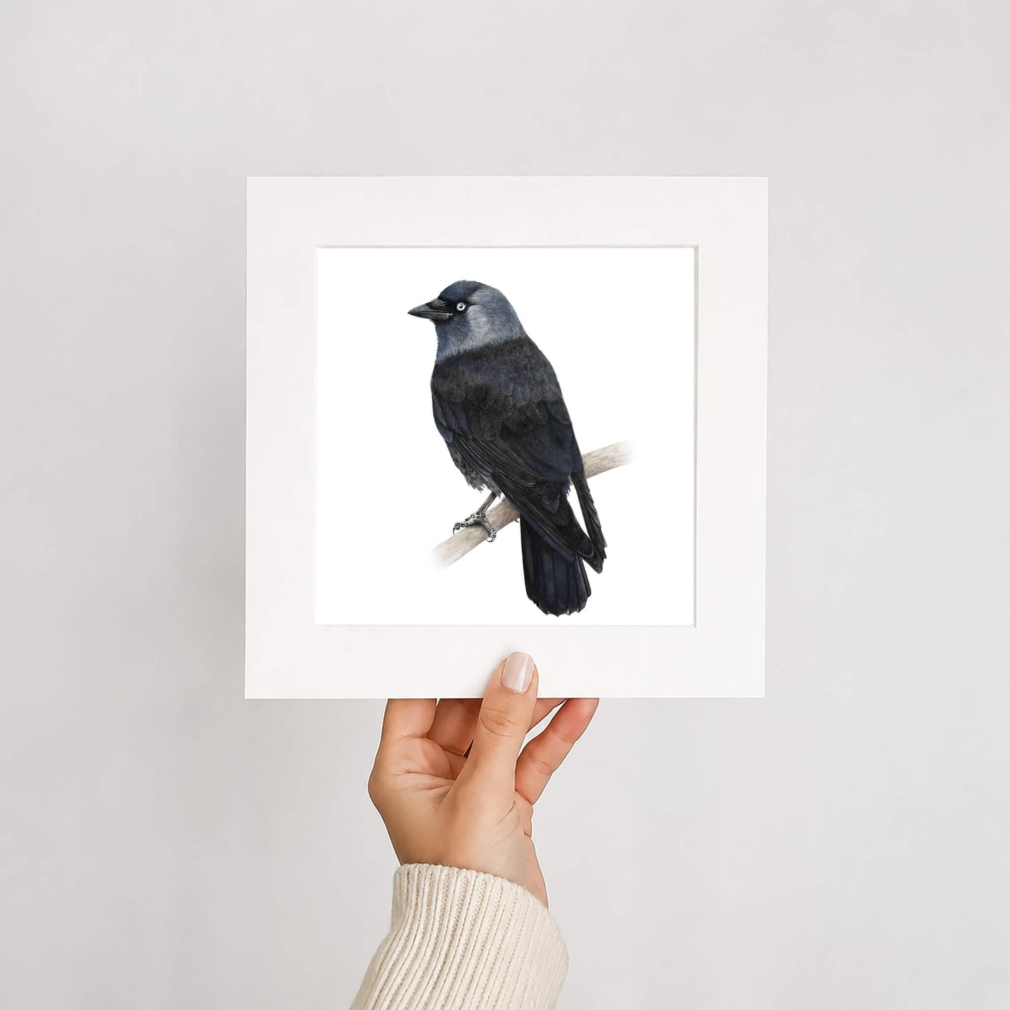 Hand holding a framed print of a jackdaw bird on a white background