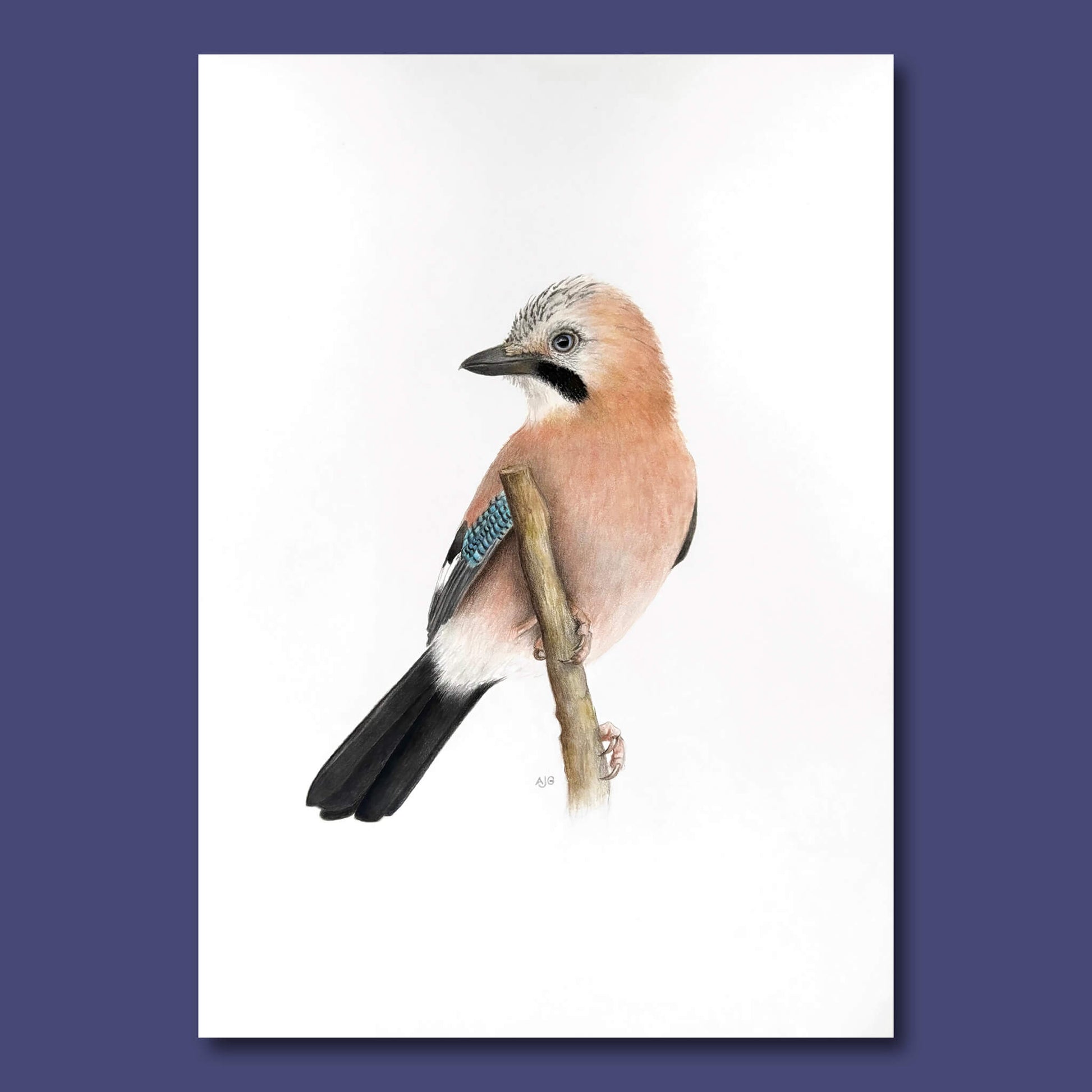 An original realistic painting of a Eurasian jay bird on a branch, painted in gouache and colour pencil. Artwork shown floating on a dark purple background.