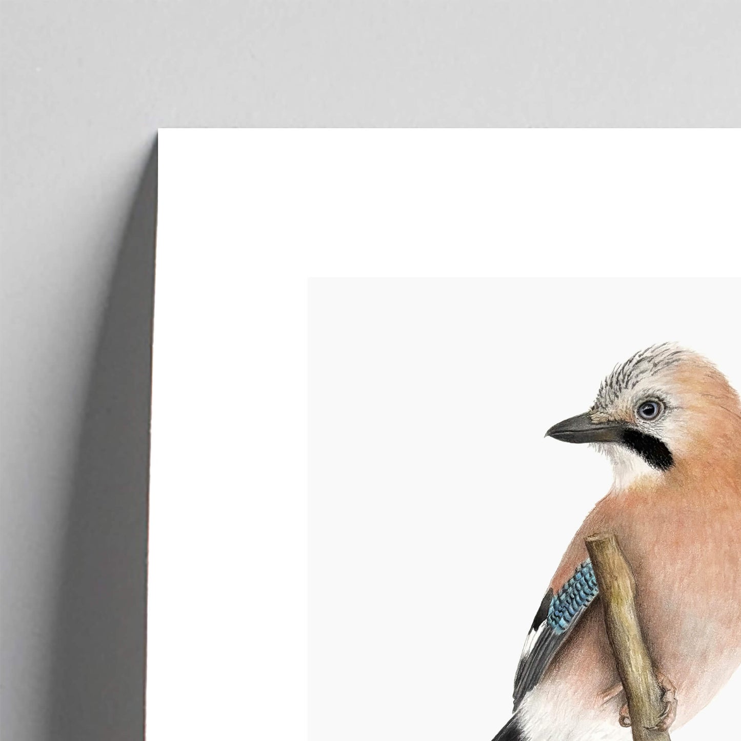 Giclee fine art print of a jay on a very pale stone background. This image shows a section, to highlight the detail.