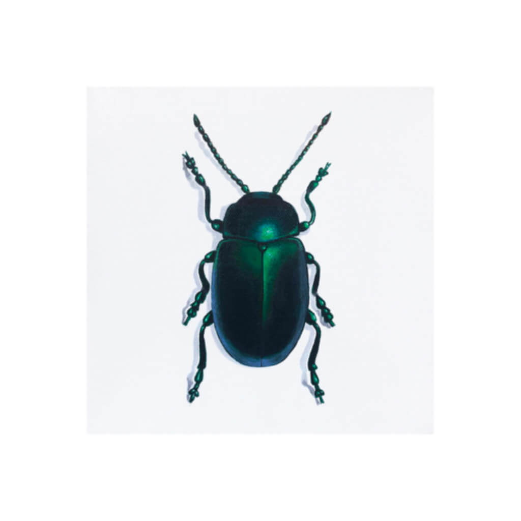 A giclée fine art print of a Jewel Beetle, against a pale neutral colour background.