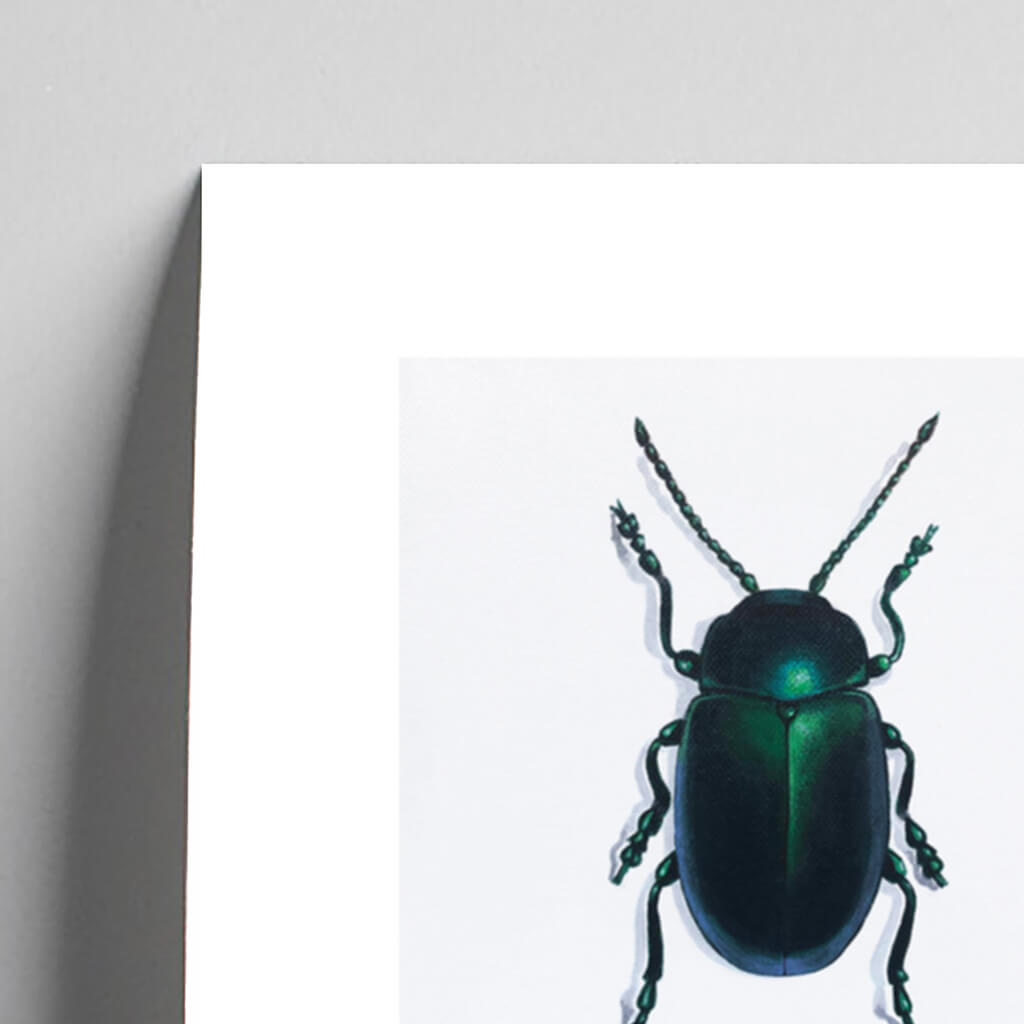 Giclée fine art print of a Jewel Beetle on a pale grey background. This image shows a section, to highlight the detail.