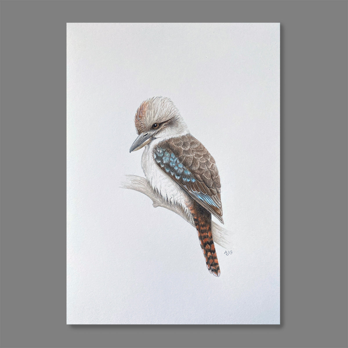 An original artwork of a Kookaburra on a soft white background by Amanda Gosse bird artist