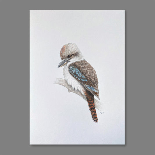 An original artwork of a Kookaburra on a soft white background by Amanda Gosse bird artist