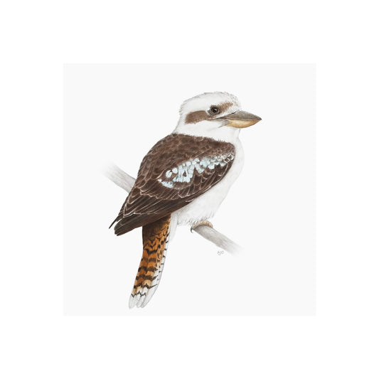 A giclée fine art print of a kookaburra bird sitting on branch, against a pale neutral colour background.