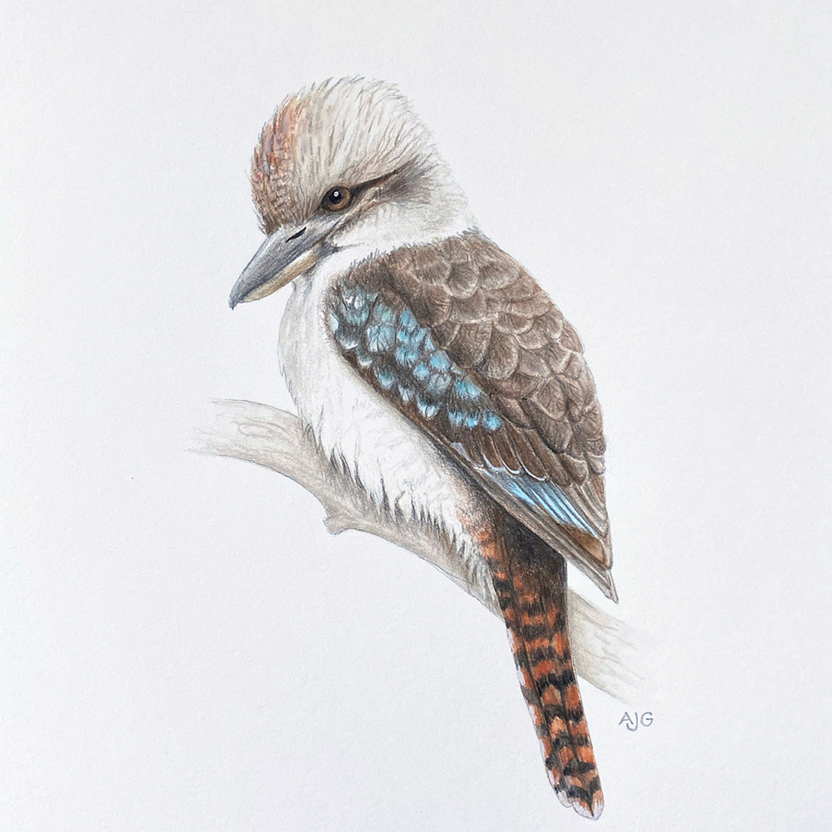 An original realistic painting of a Kookaburra bird on a branch, painted in gouache and colour pencil on a white background.