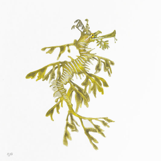 Illustration of a leafy sea dragon on a white background