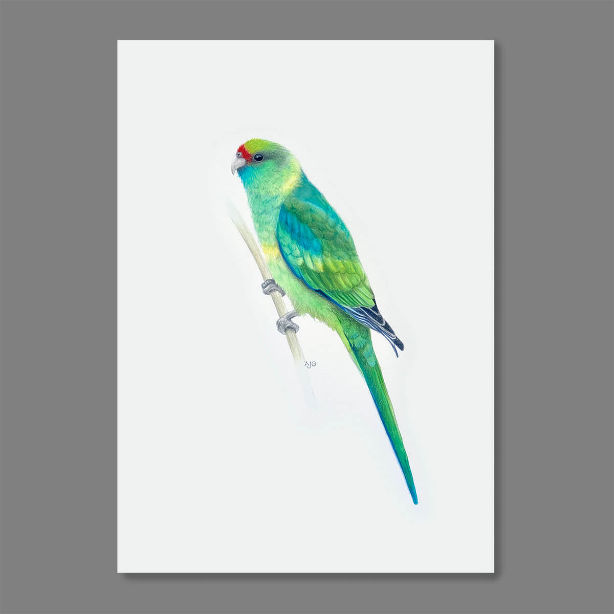 An original realistic painting of a Mallee Parrot bird on a branch, painted in gouache and colour pencil. Artwork shown floating on a dark grey background.