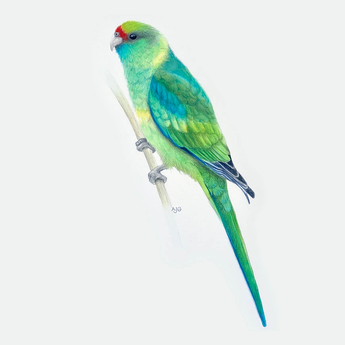 An original realistic painting of a Mallee Parrot bird on a branch, painted in gouache and colour pencil on a white background.
