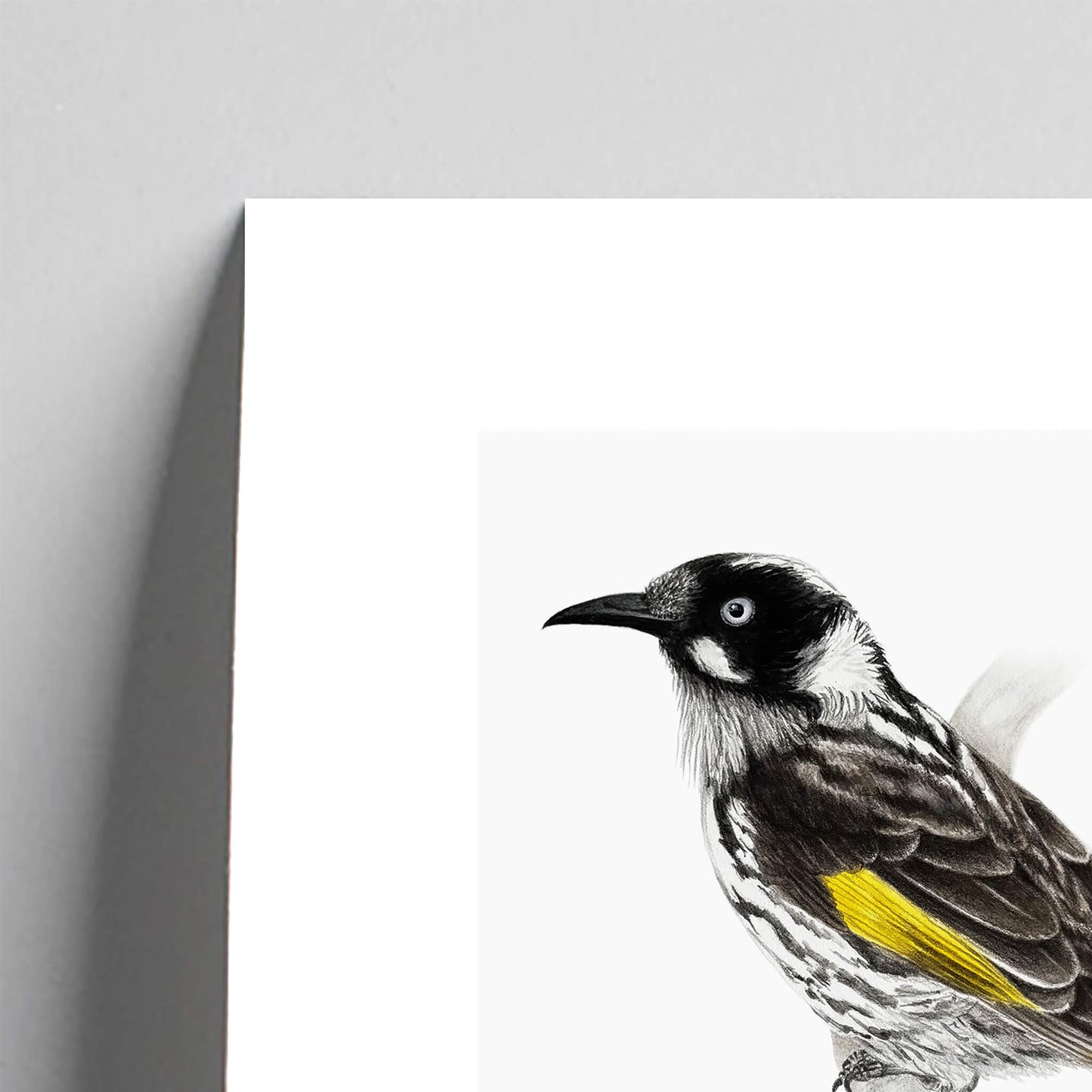 Giclée fine art print of a New Holland Honeyeater on a pale grey background. This image shows a section, to highlight the detail.