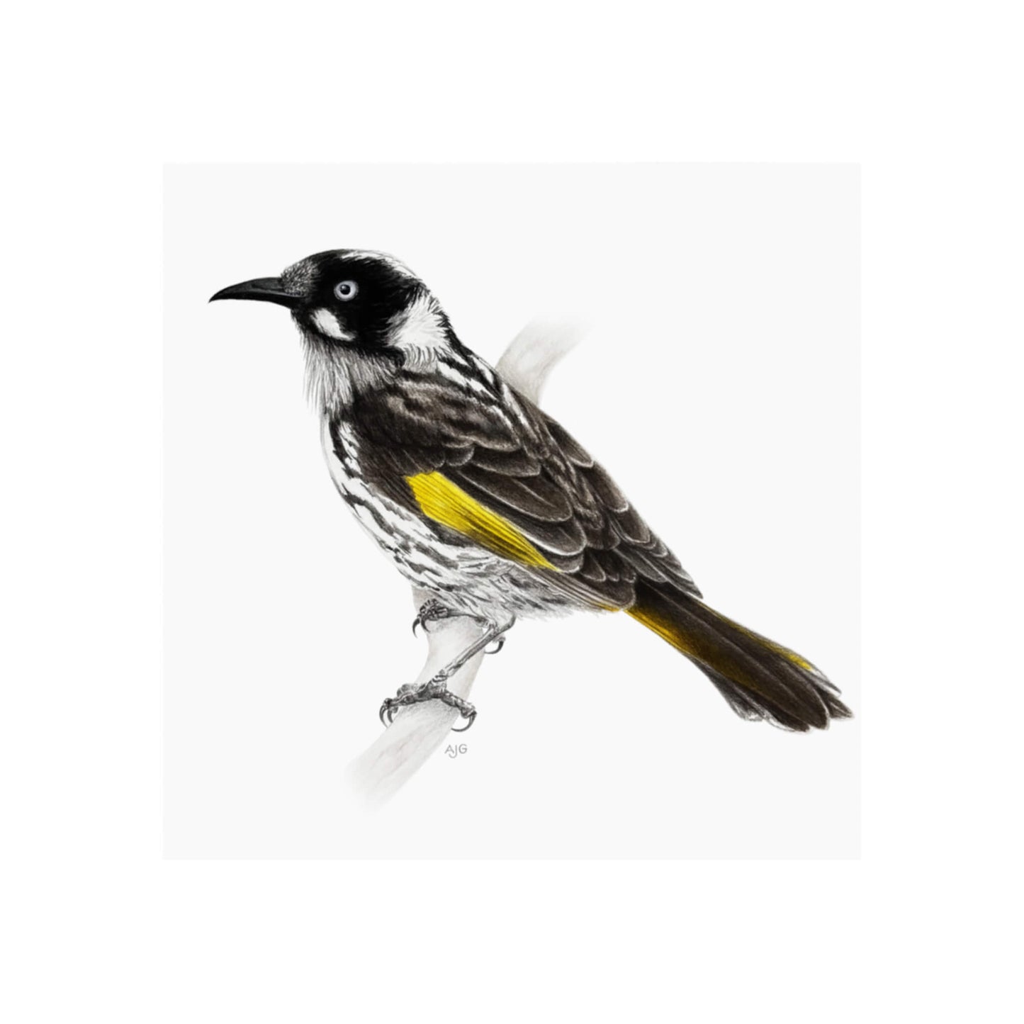 A giclée fine art print of a New Holland Honeyeater bird sitting on branch, against a pale neutral colour background.
