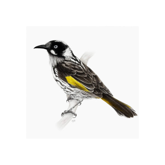 A giclée fine art print of a New Holland Honeyeater bird sitting on branch, against a pale neutral colour background.