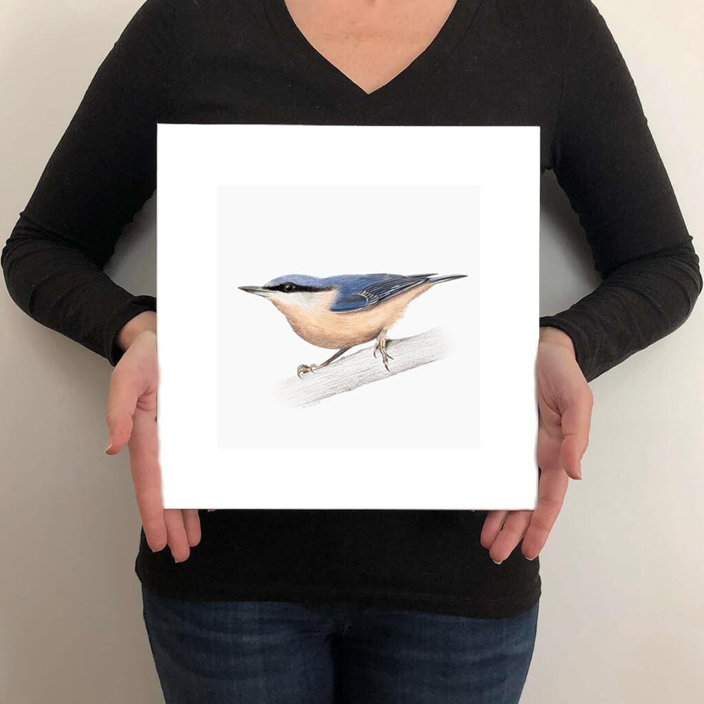 A giclée fine art print on paper of a Nuthatch bird on a light grey background. This image illustrates the print size.