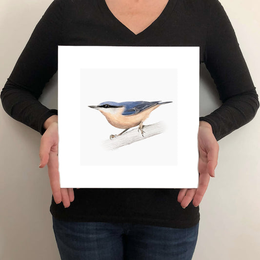A giclée fine art print on paper of a Nuthatch bird on a light grey background. This image illustrates the print size.