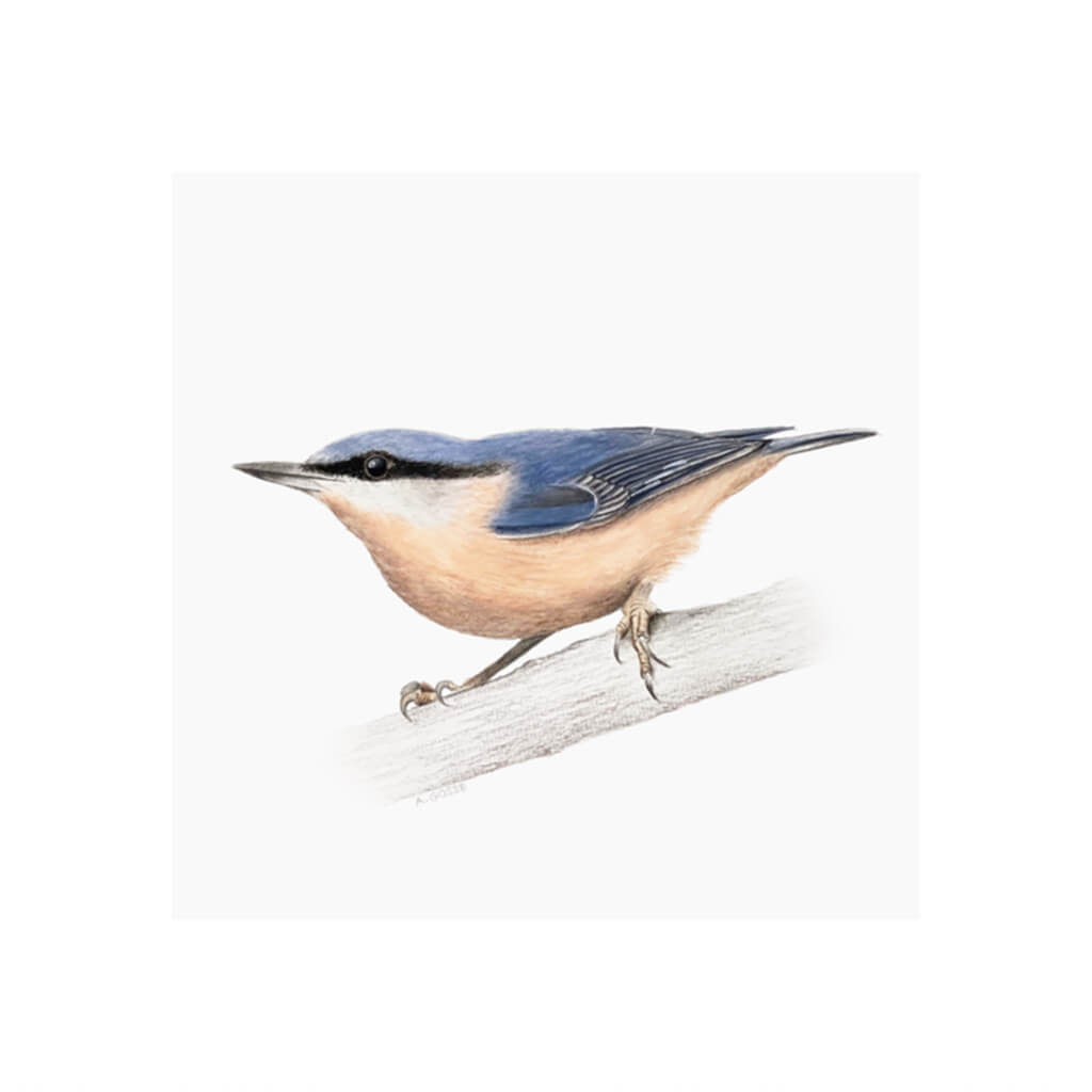 A giclée fine art print of a Nuthatch bird sitting on branch, against a pale neutral colour background.