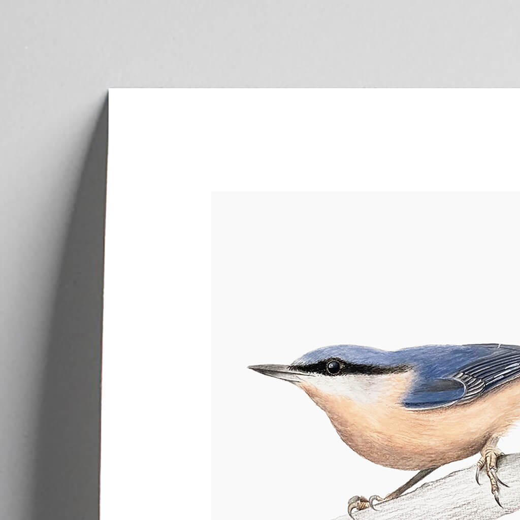 Giclée fine art print of a Nuthatch on a pale grey background. This image shows a section, to highlight the detail.