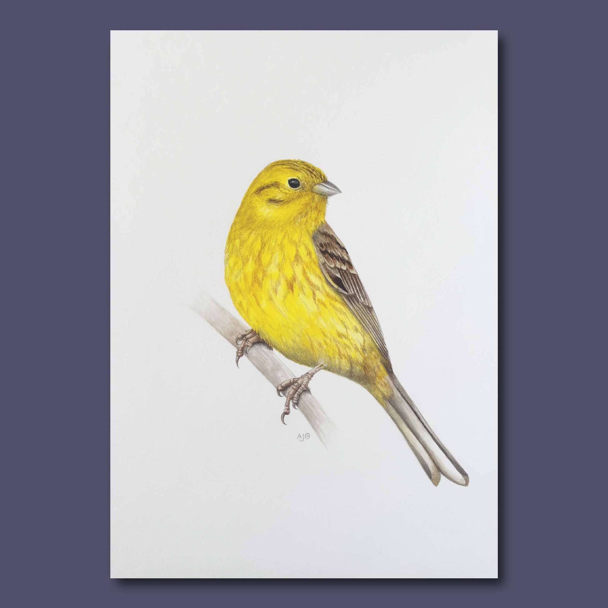 An original gouache painting of a yellowhammer bunting on a branch