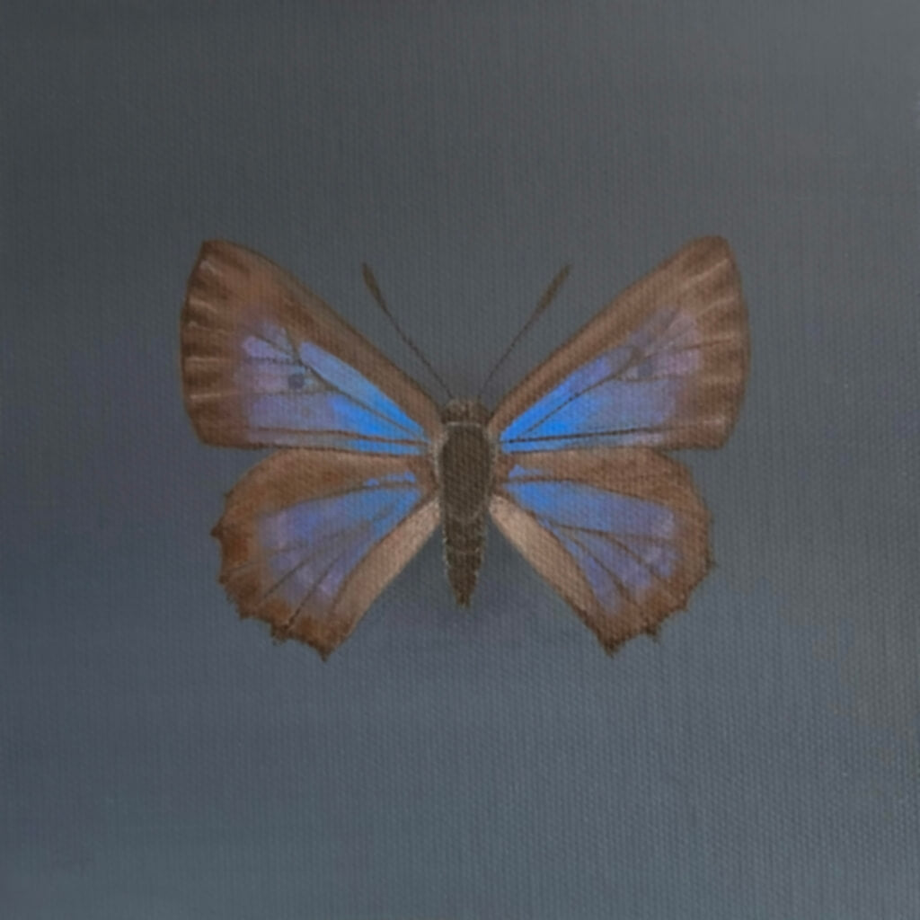 Original miniature painting of a Bulloak Jewel Butterfly Acrylic on canvas artwork by Amanda Gosse