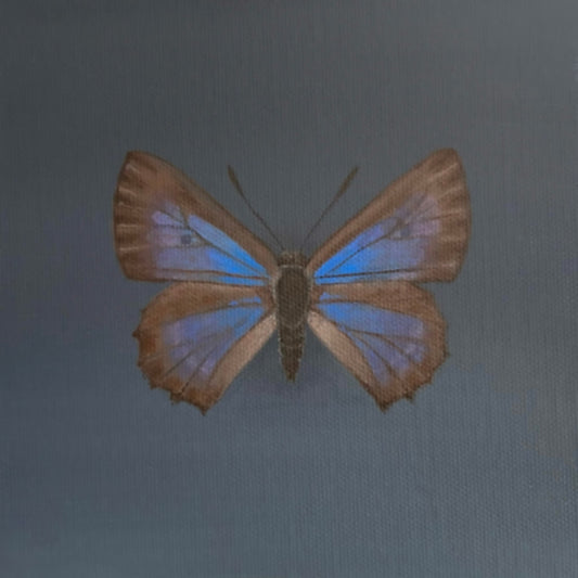 Original miniature painting of a Bulloak Jewel Butterfly Acrylic on canvas artwork by Amanda Gosse