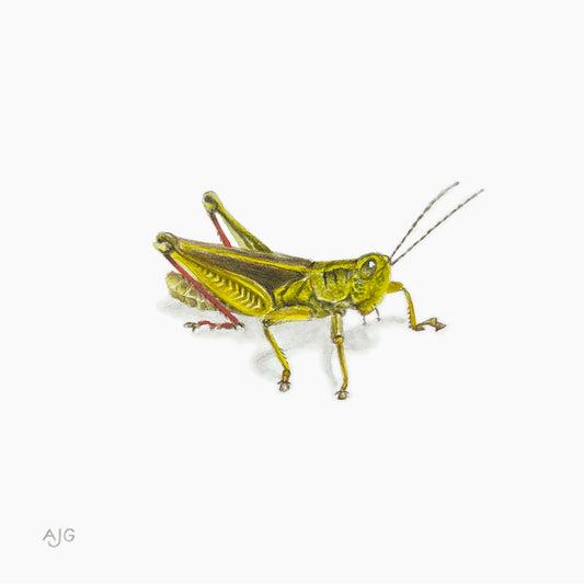 Painting of a green grasshopper on a soft white background