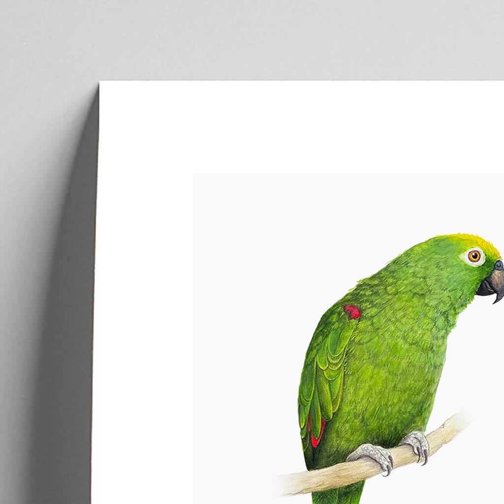 Giclée fine art print of a parrot on a pale grey background. This image shows a section, to highlight the detail.