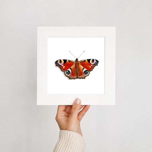 Peacock butterfly illustration in a white mount held by a hand against a light gray background