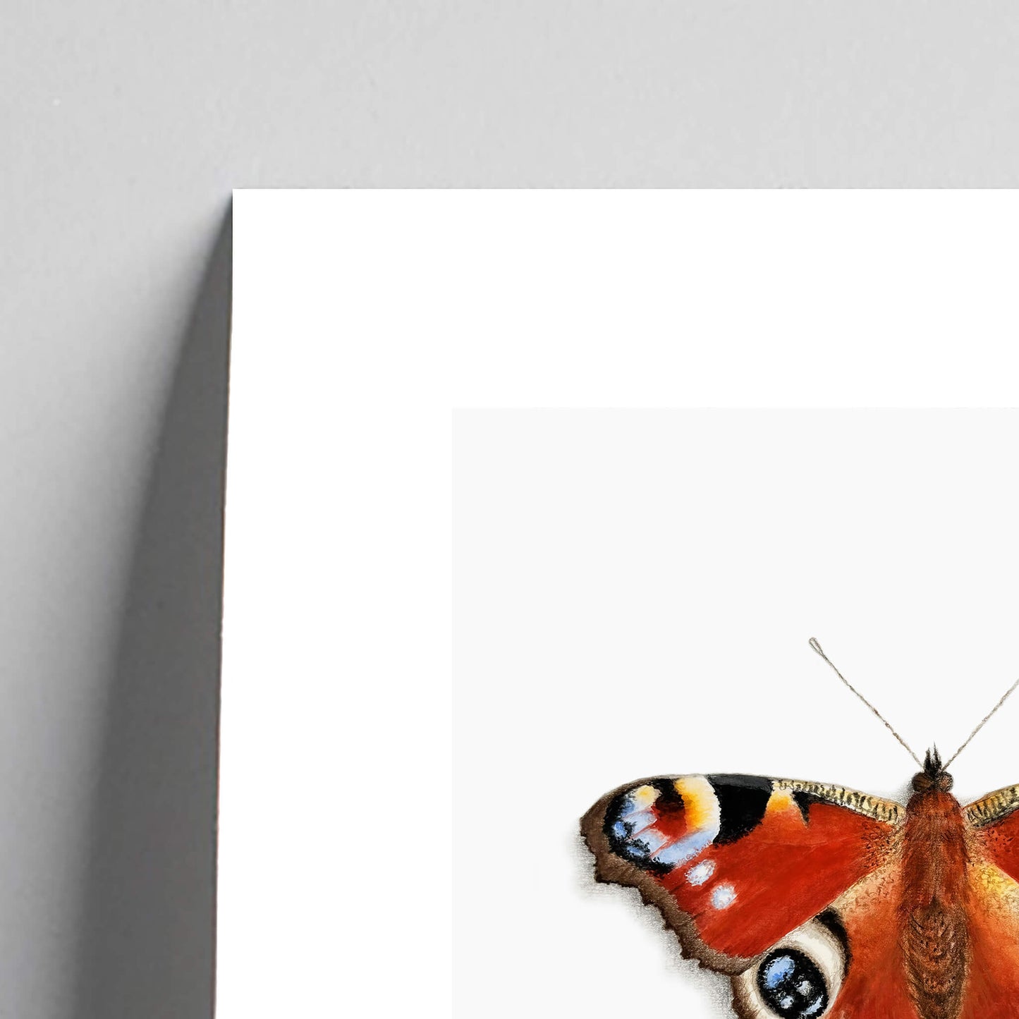 Giclee fine art print of a peacock butterfly on a very pale grey background. This image shows a section, to highlight the detail.