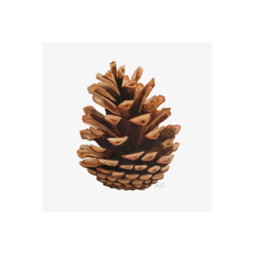 A giclée fine art print of a pine cone, against a pale neutral colour background.