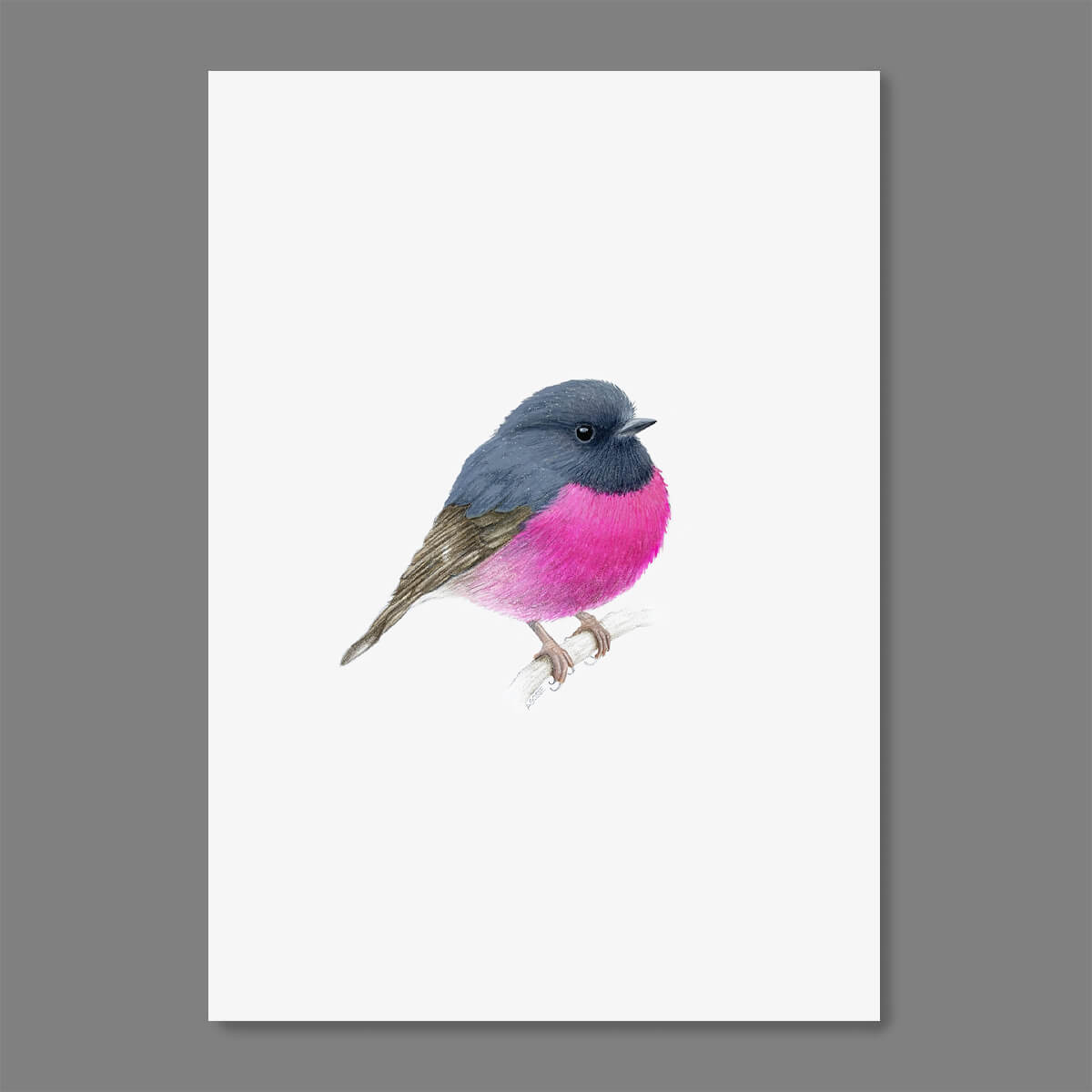 An original realistic painting of a Pink Robin bird on a branch, painted in gouache and colour pencil. Artwork shown floating on a dark grey background.
