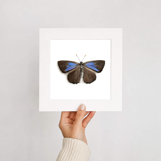 Butterfly on a white card held by a hand against a light gray background