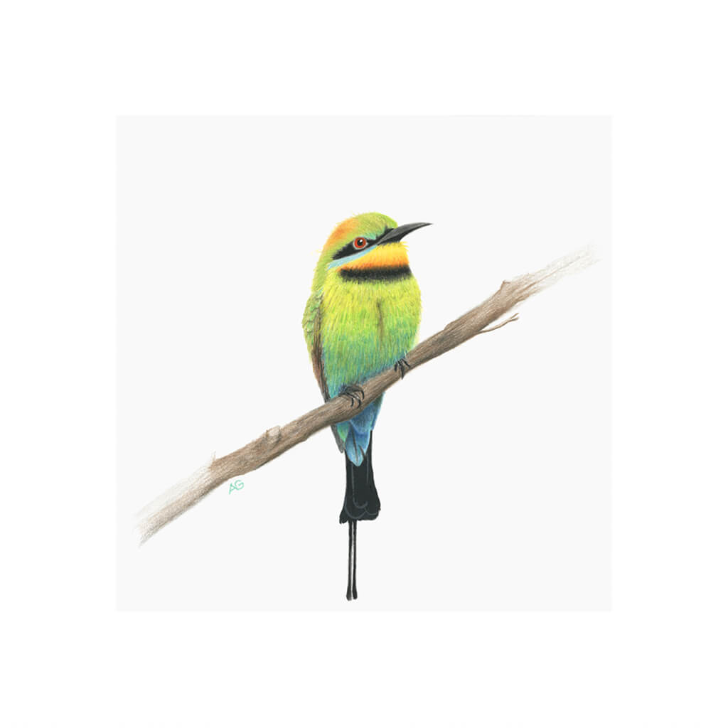 A giclée fine art print of a Rainbow Bee-eater bird sitting on branch, against a pale neutral colour background.