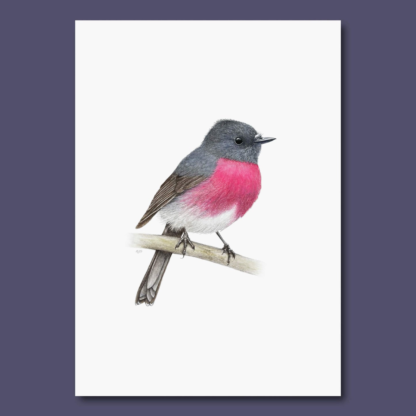Bird with pink chest and gray back on a white background