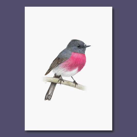 Bird with pink chest and gray back on a white background