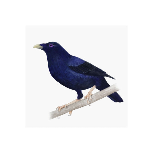 Blue bird perched on a branch with a white background