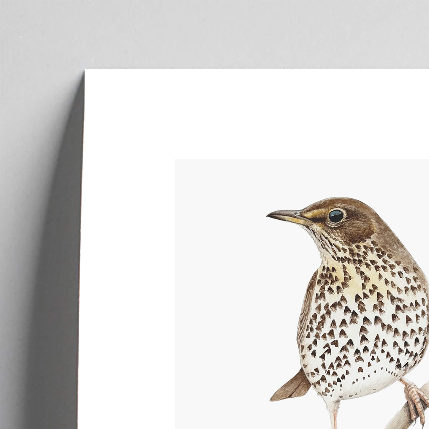 Section of a print of a song thrush bird on a branch against a white background