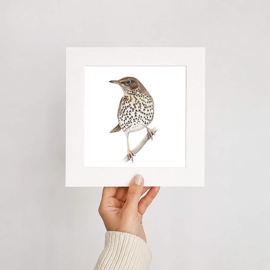 Hand holding a framed print of a song thrush on a white background