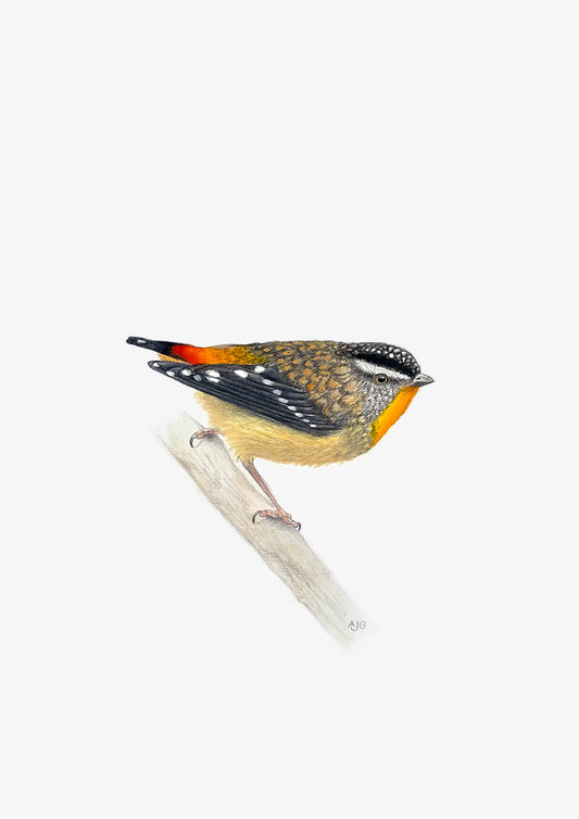 An original artwork of a Spotted Pardalote on a soft white background by Amanda Gosse bird artist.