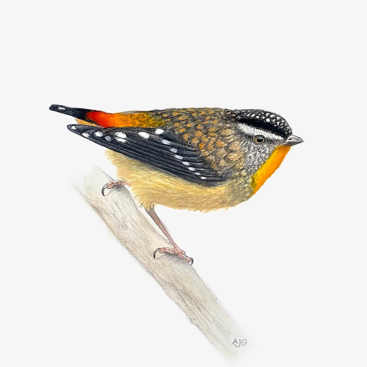 An original realistic painting of a Spotted Pardalote bird on a branch, painted in gouache and colour pencil on a white background.