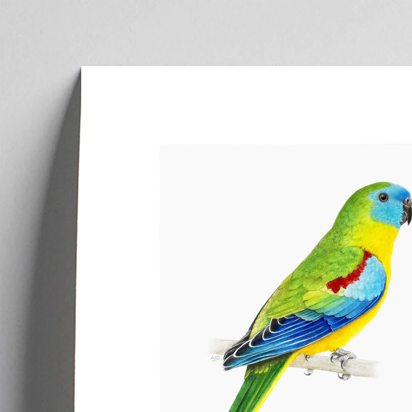 Giclée fine art print of a Turquoise Parrot on a pale grey background. This image shows a section, to highlight the detail.