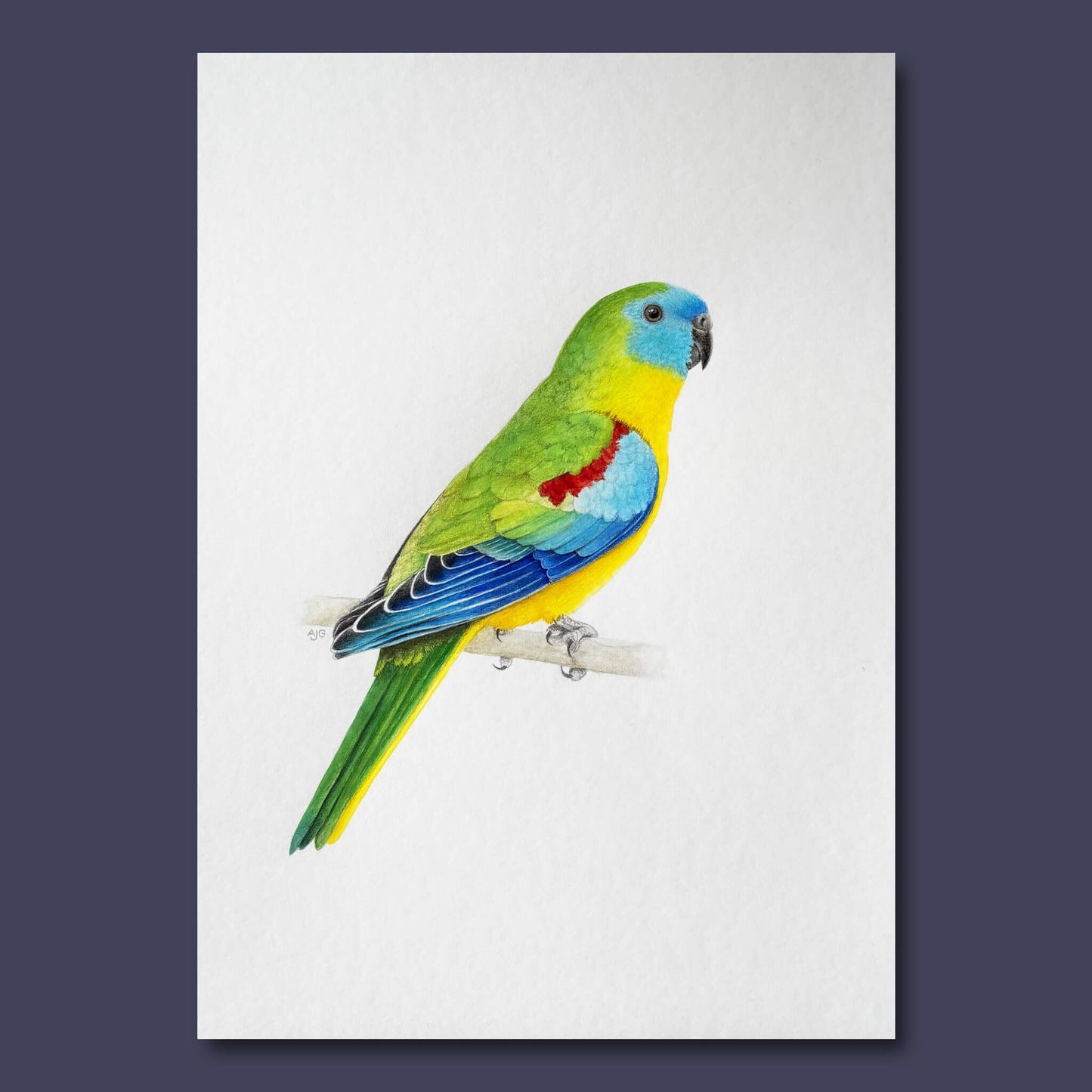 An original realistic bird illustration of a turquoise parrot bird on a branch, painted in gouache and colour pencil.
